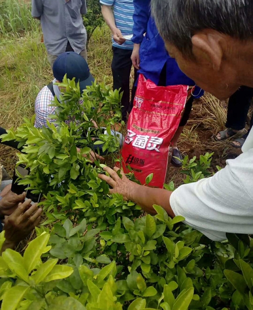 多菌灵种植户反馈