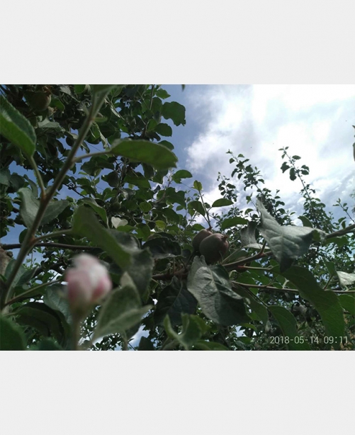 苹果试验基地