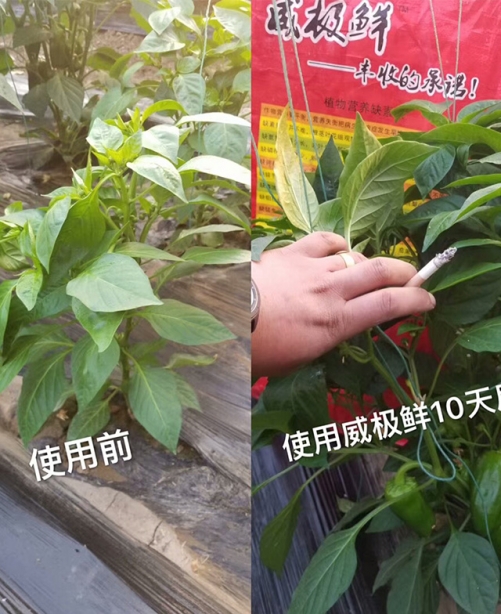 威极鲜一号种植户反馈