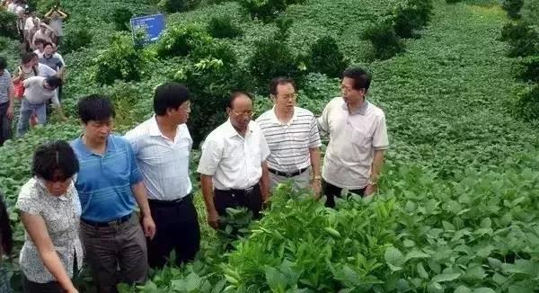 菌肥 生物菌肥 微生物菌肥