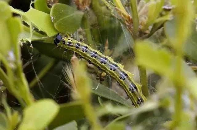 菌肥 生物菌肥 微生物菌肥