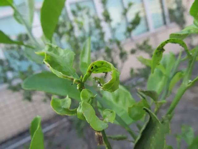 菌肥 生物菌肥 微生物菌肥