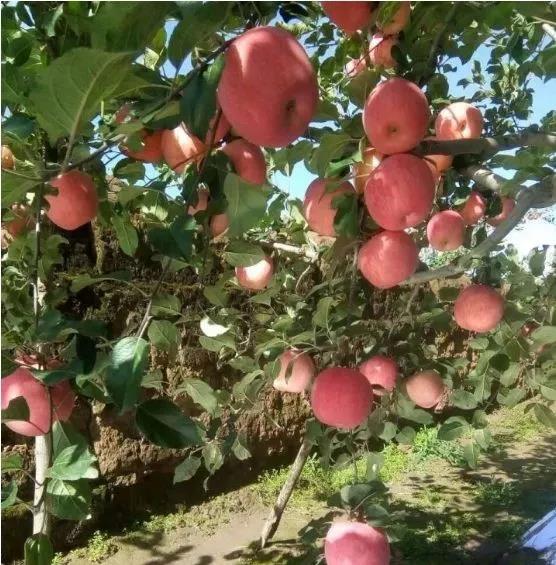 水溶肥 冲施肥 大中微量元素水溶肥