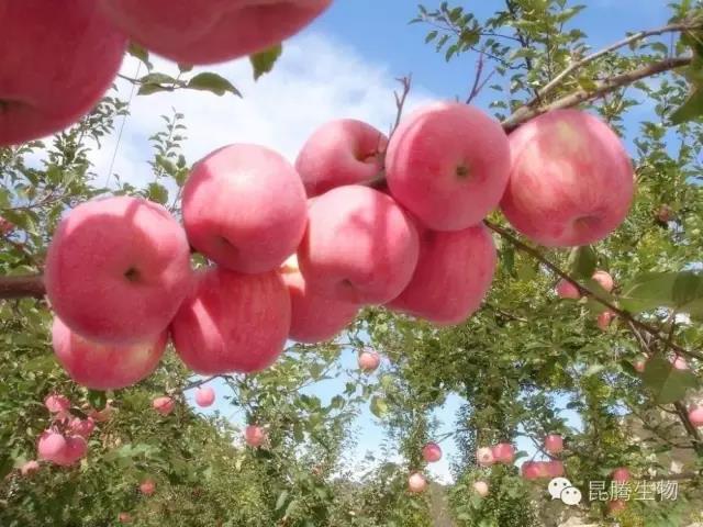 水溶肥 冲施肥 大中微量元素水溶肥