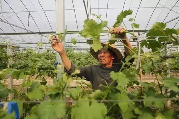 菌肥 生物菌肥 微生物菌肥