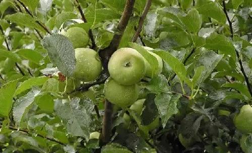 菌肥 生物菌肥 微生物菌肥