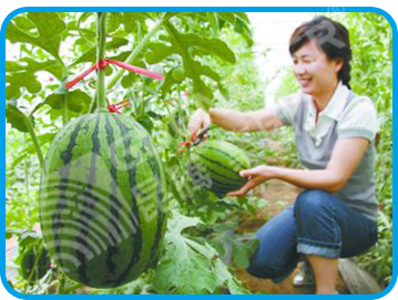 水溶肥 冲施肥 大中微量元素水溶肥