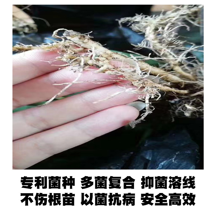 微生物有机菌肥 复合微生物菌剂 复合微生物菌肥