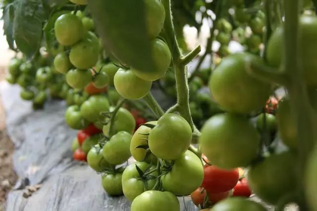 微生物有机菌肥 复合微生物菌剂 复合微生物菌肥