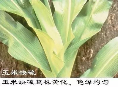 水溶肥 硅钙镁钾冲施肥 大中微量元素水溶肥