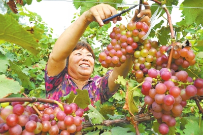 水溶肥 鳌合中微量元素水溶肥 大量元素水溶肥