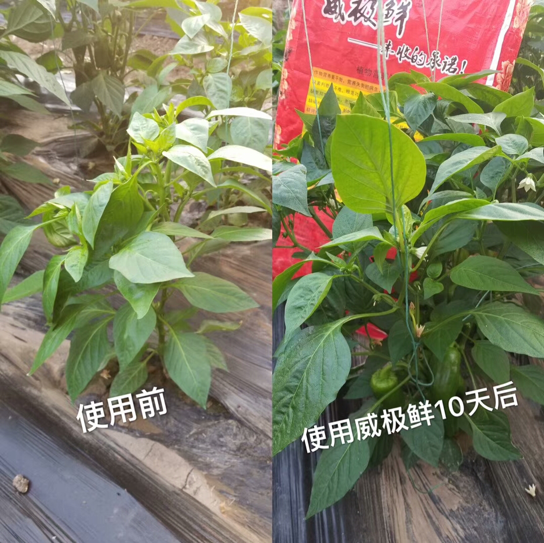 微生物颗粒水溶肥 菌肥 微生物菌剂