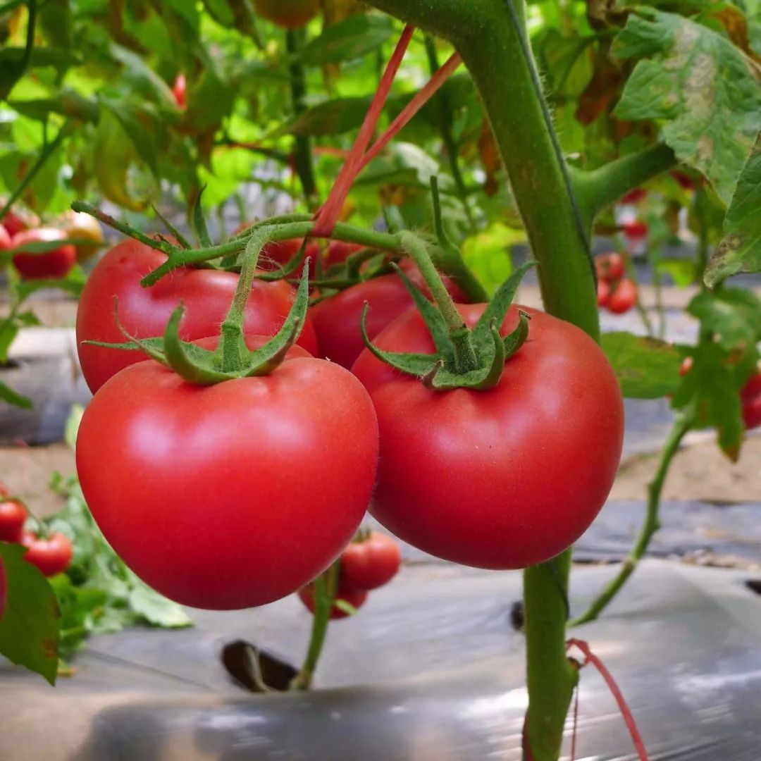 微生物有机菌肥 复合微生物菌剂 复合微生物菌肥