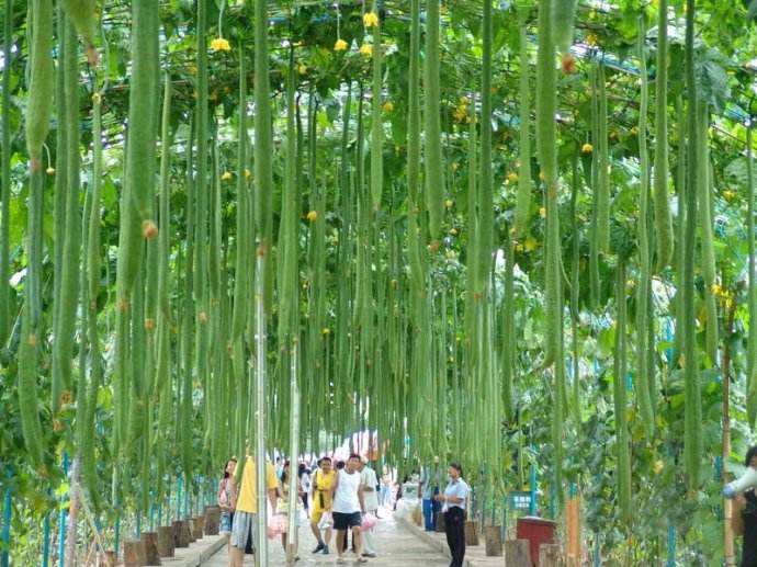 菌肥 微生物菌肥 微生物菌剂液体生物有机肥