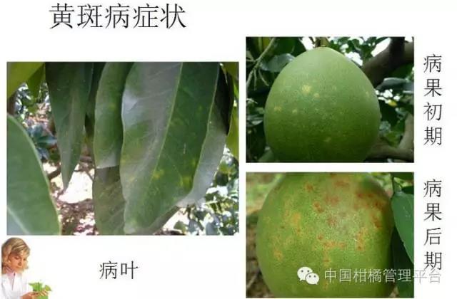 1566805618503010.jpg菌肥 微生物菌肥 微生物菌剂