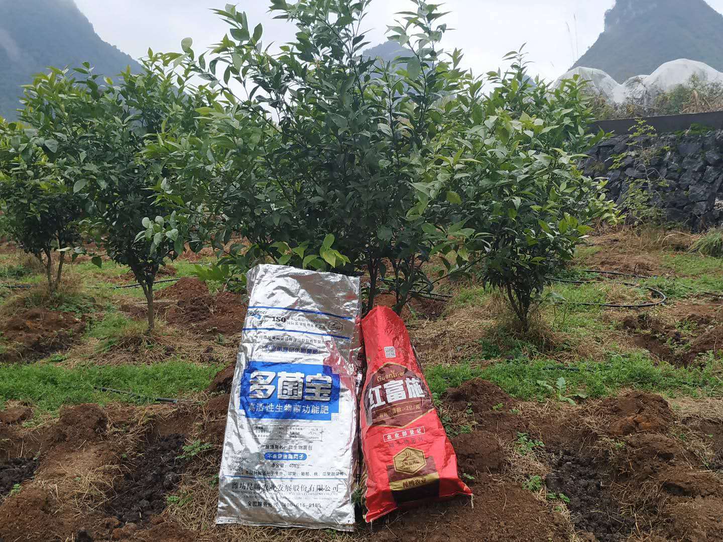 微生物有机菌肥 复合微生物菌肥 复合微生物菌剂