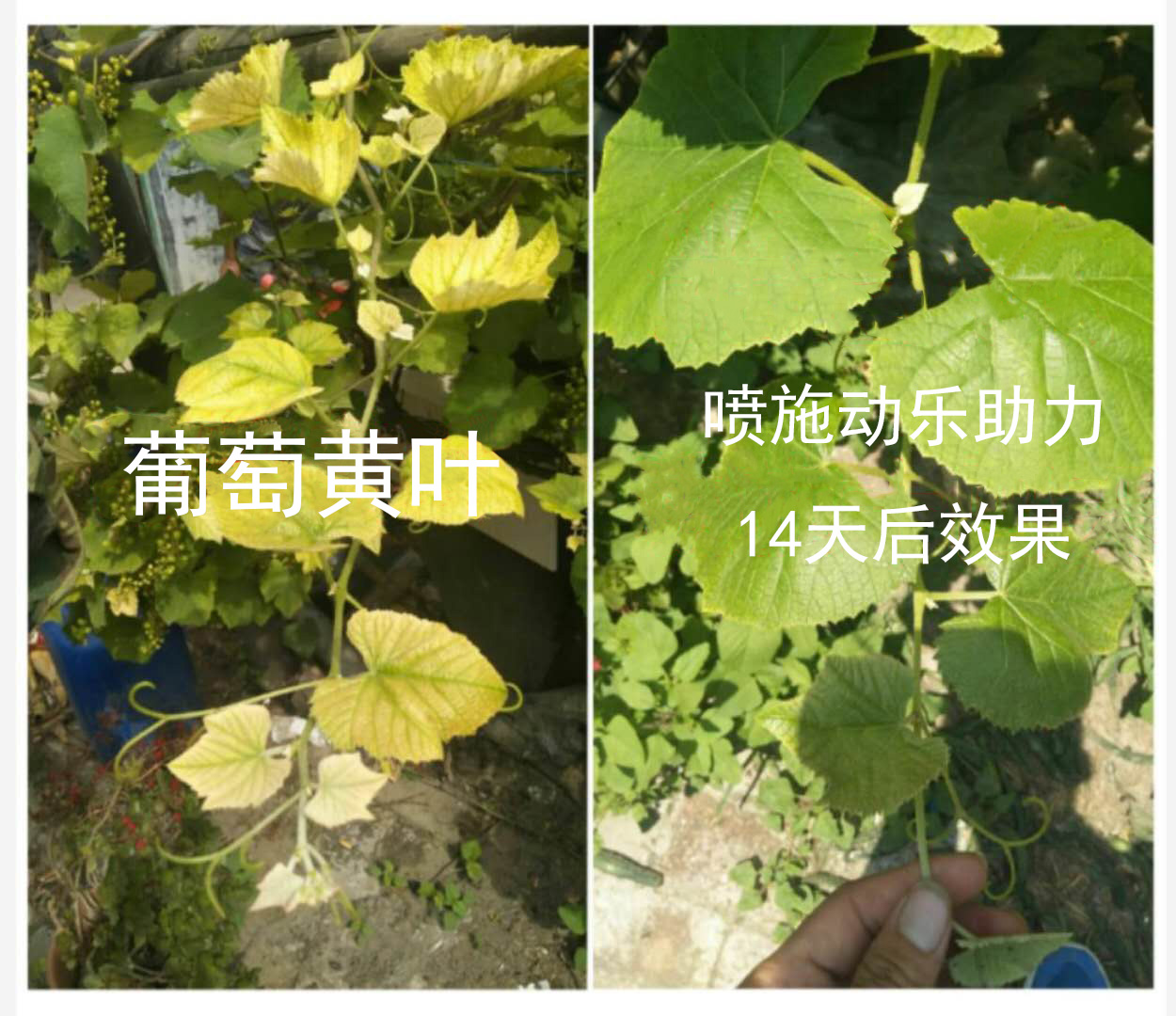 膨果专色水溶肥螯合钛进口大量元素水溶肥果树专用叶面肥动乐助力中微量元素冲施肥厂家直销