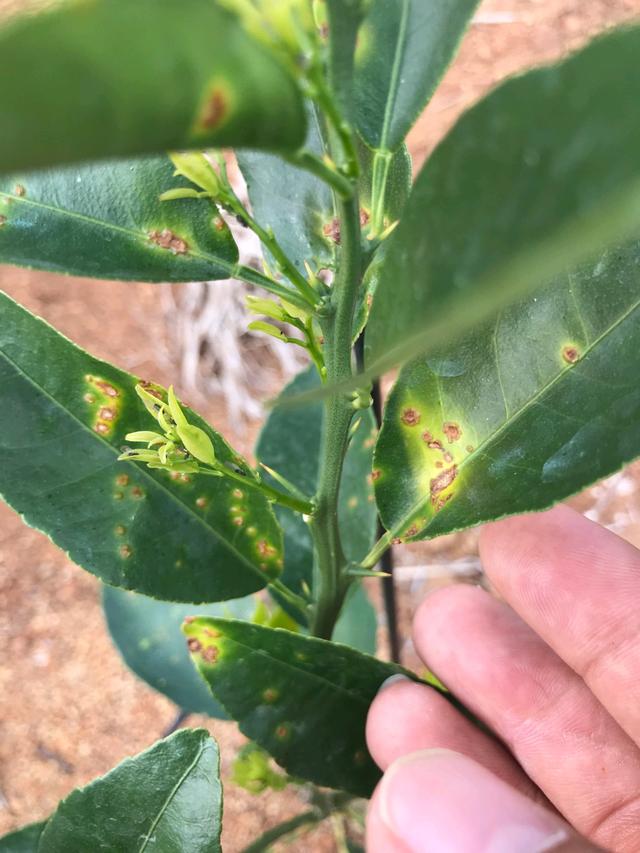 菌肥 微生物菌肥 微生物菌剂