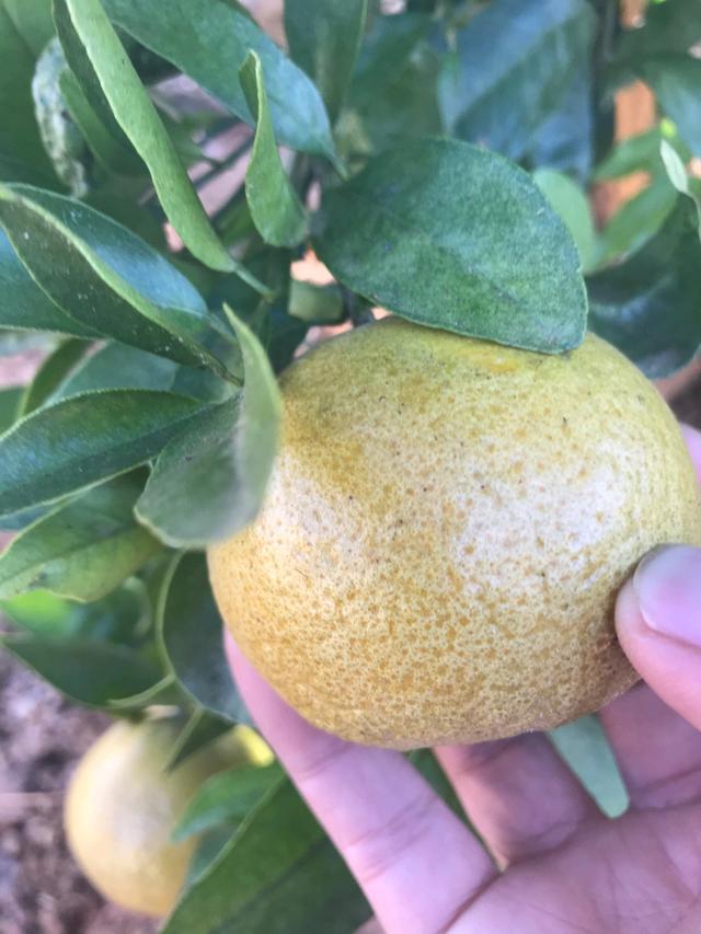 菌肥 微生物菌肥 微生物菌剂