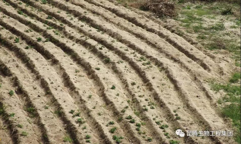 菌肥 微生物菌肥 微生物菌剂