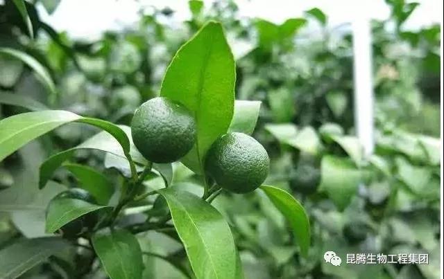 硅钙钾镁肥 菌肥 微生物菌肥 微生物菌剂