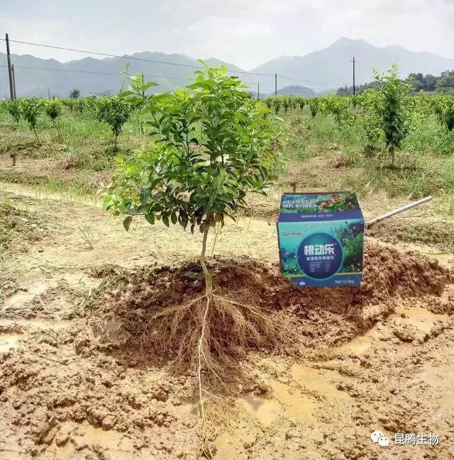 复合微生物菌剂功能性液体肥料专治线虫提质增产