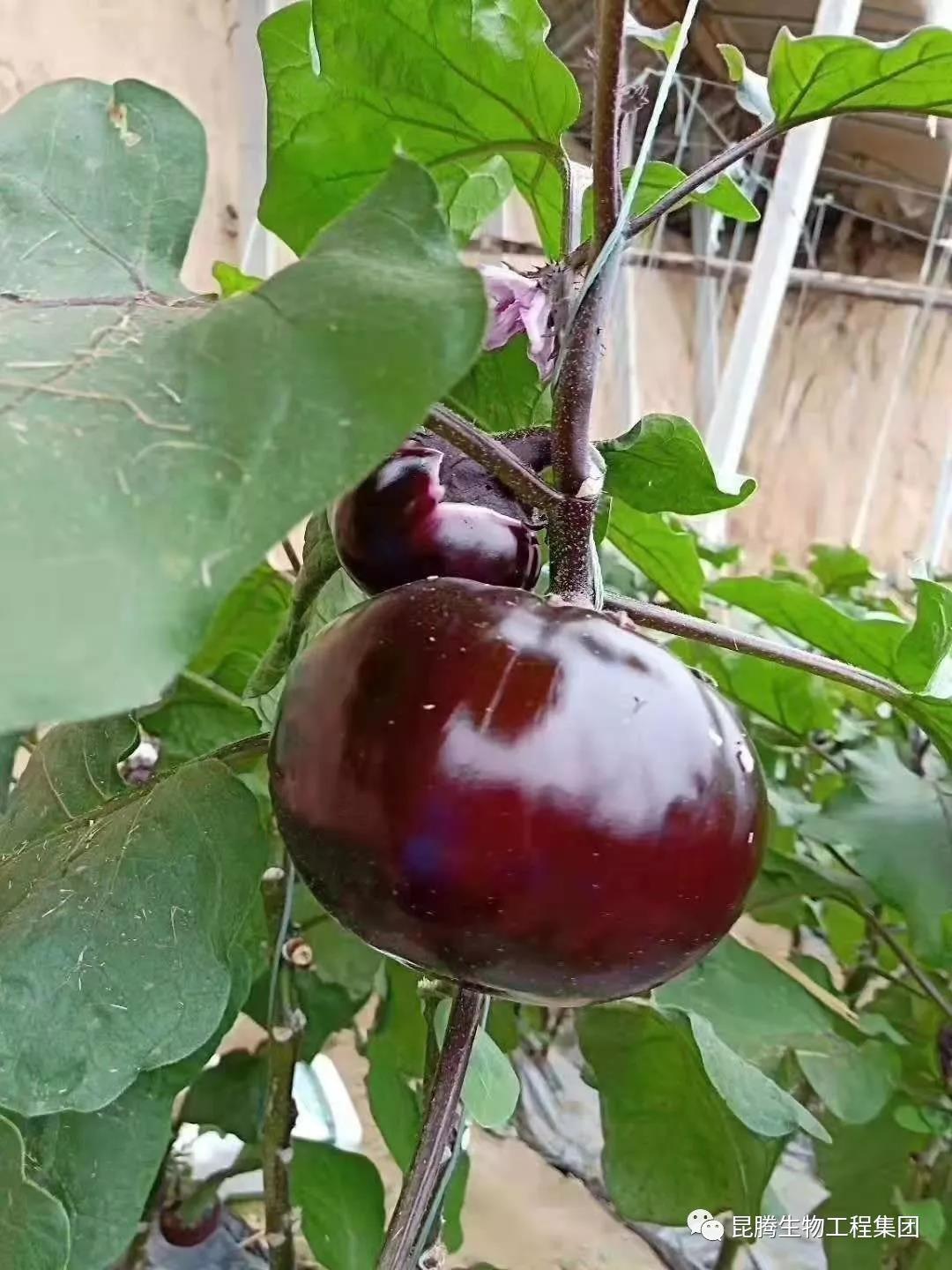 复合微生物菌剂水溶肥厂家直销