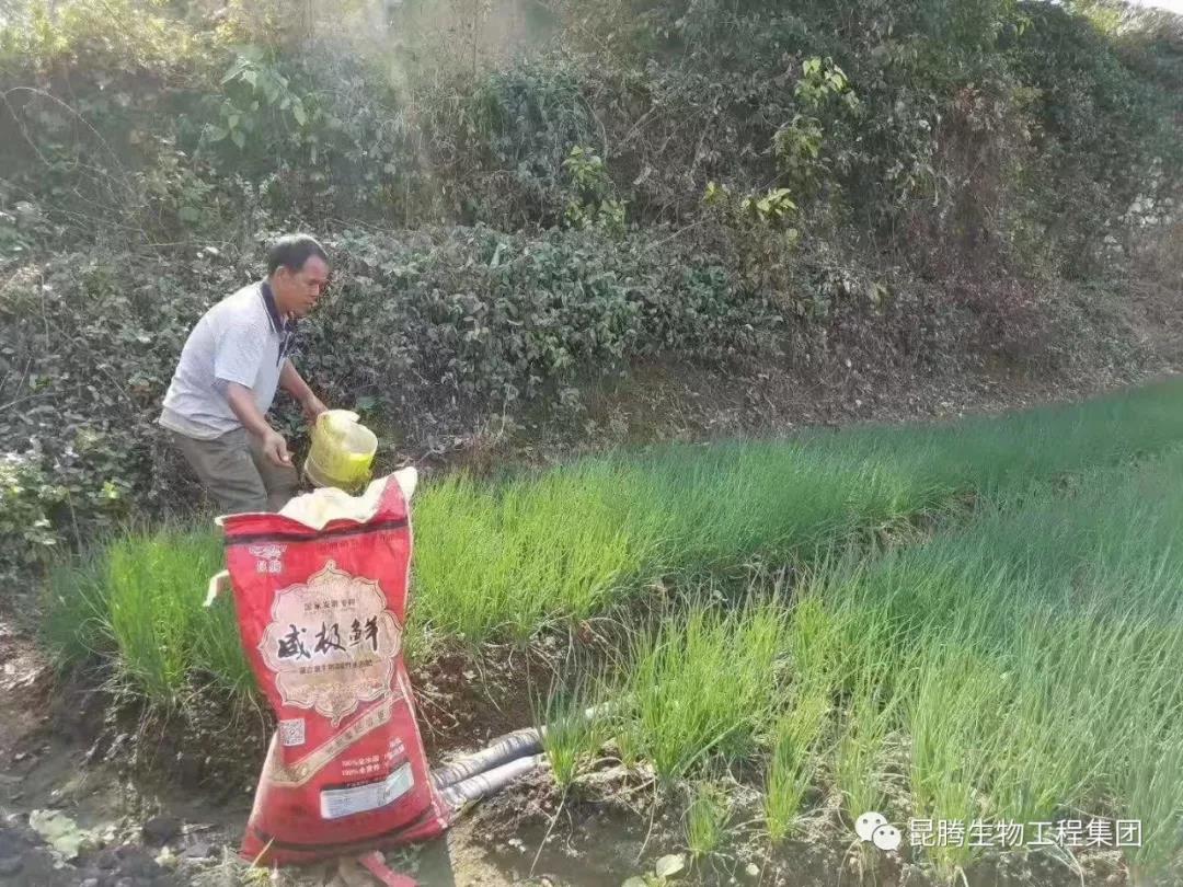 复合微生物菌剂水溶肥厂家直销