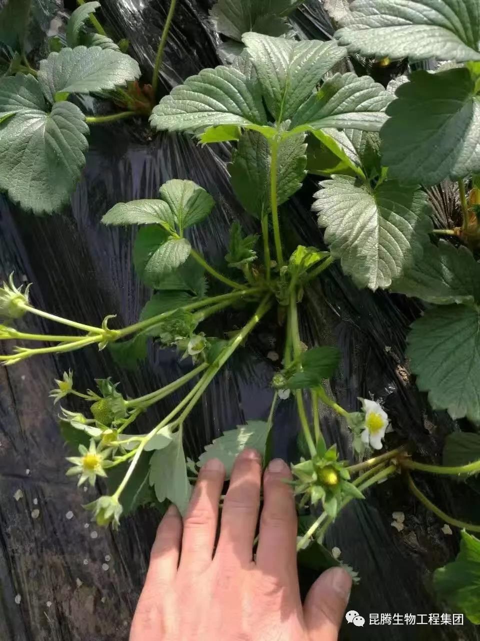 复合微生物菌剂水溶肥厂家直销