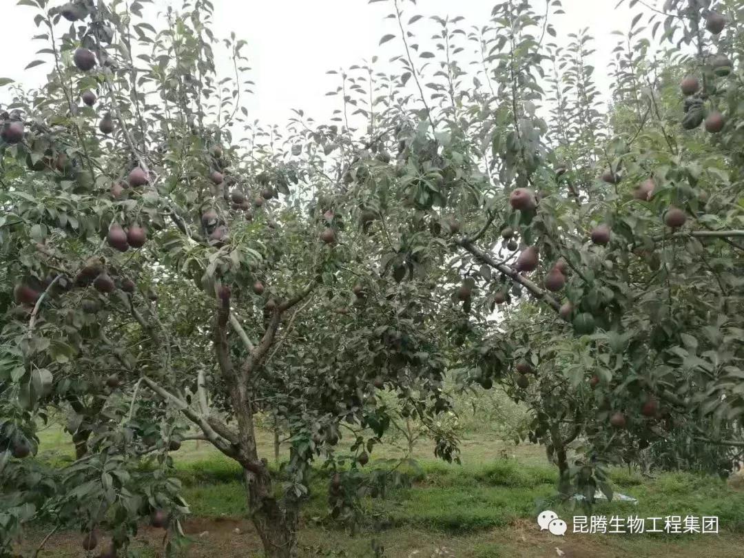 复合微生物菌剂水溶肥厂家直销