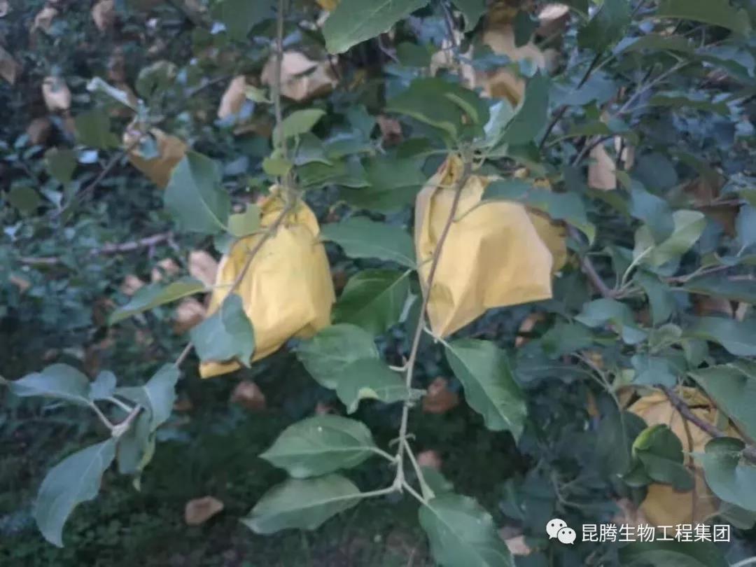 复合微生物菌剂水溶肥厂家直销