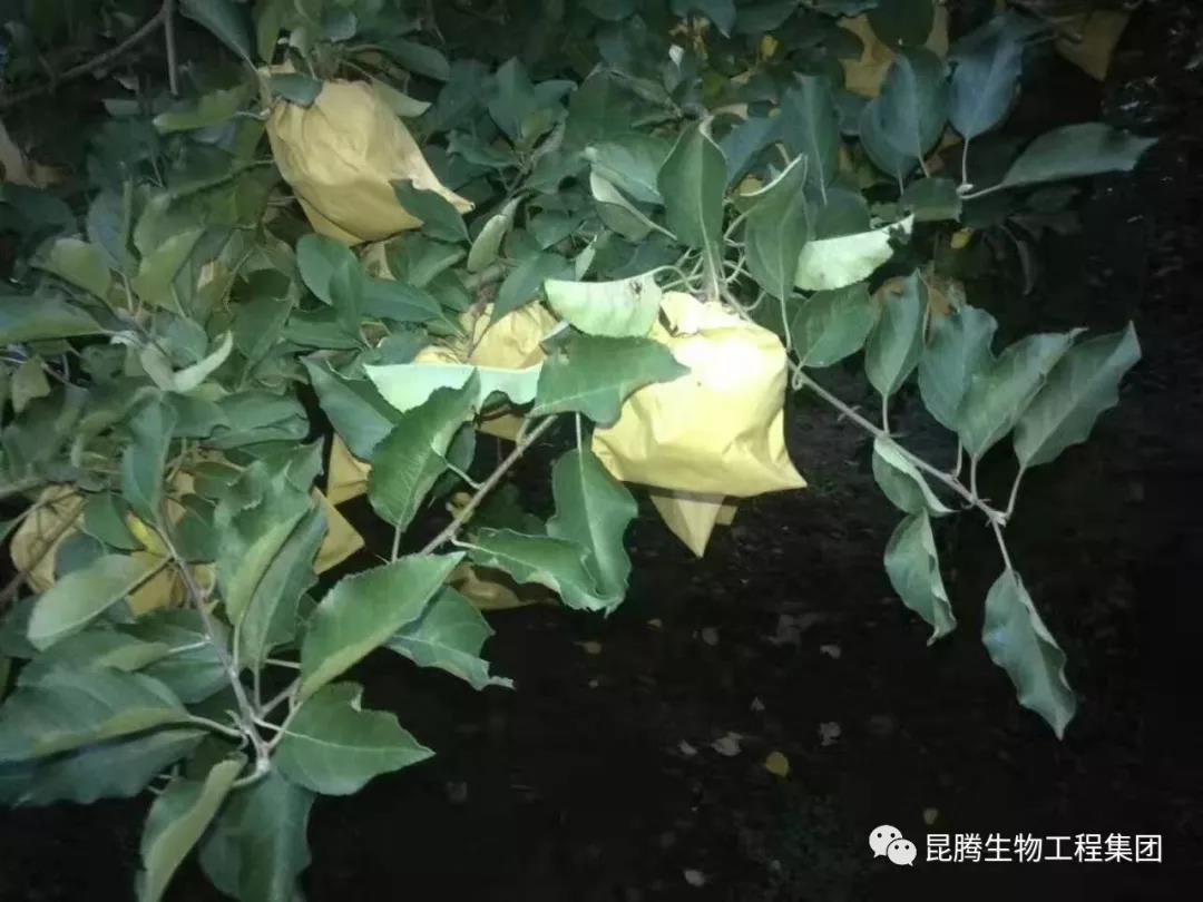 复合微生物菌剂水溶肥厂家直销