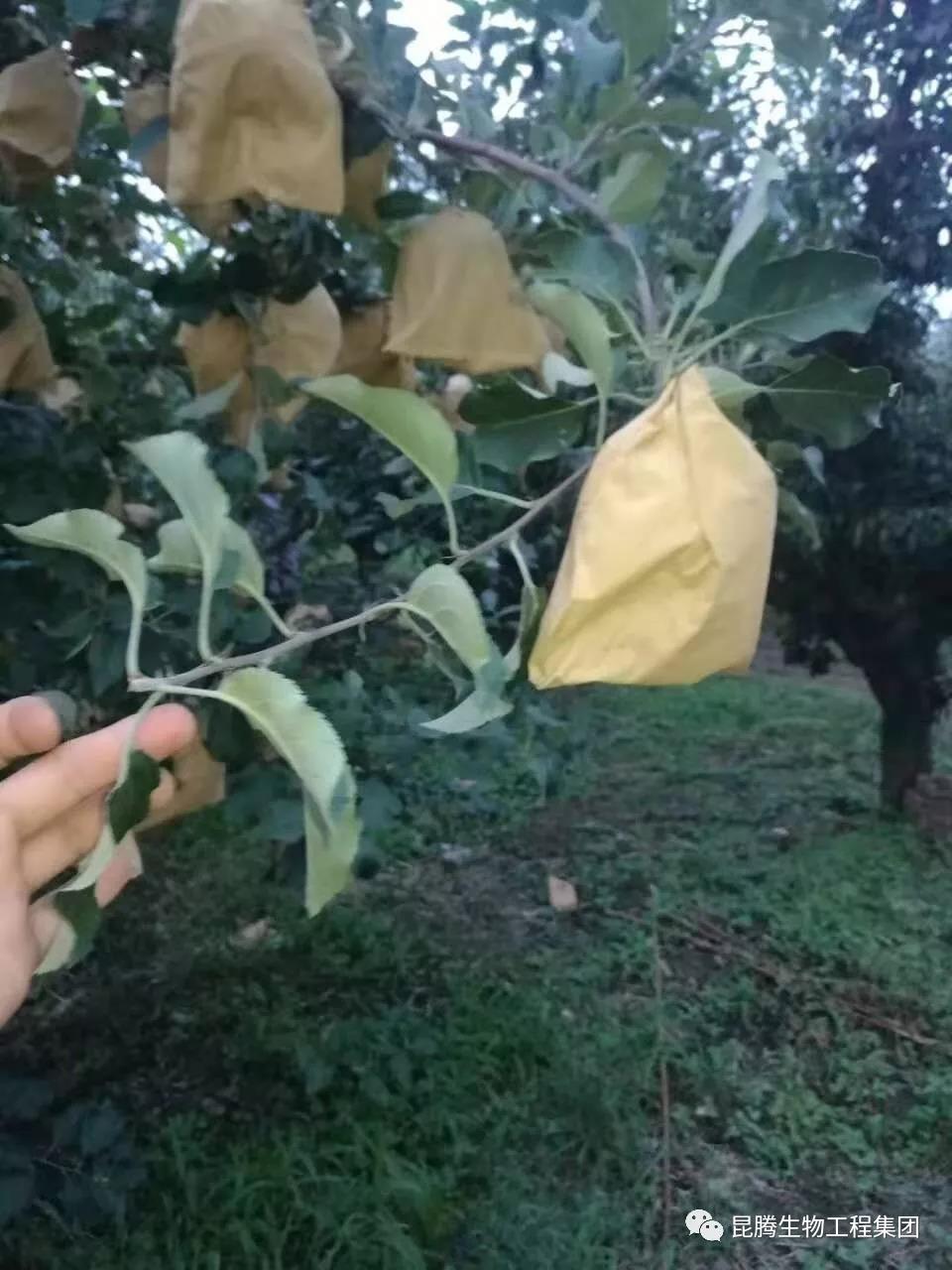 复合微生物菌剂水溶肥厂家直销