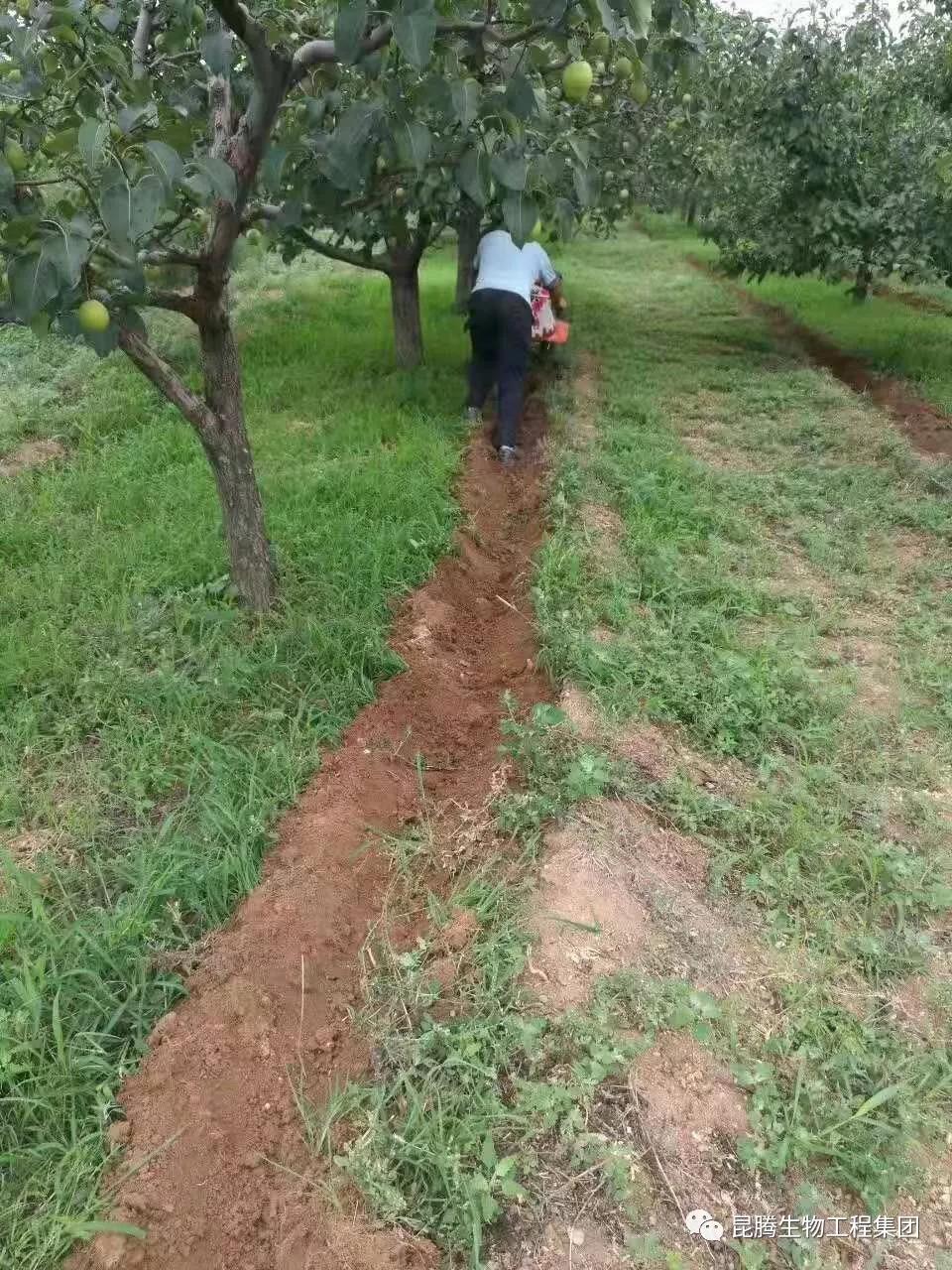 复合微生物菌剂水溶肥厂家直销