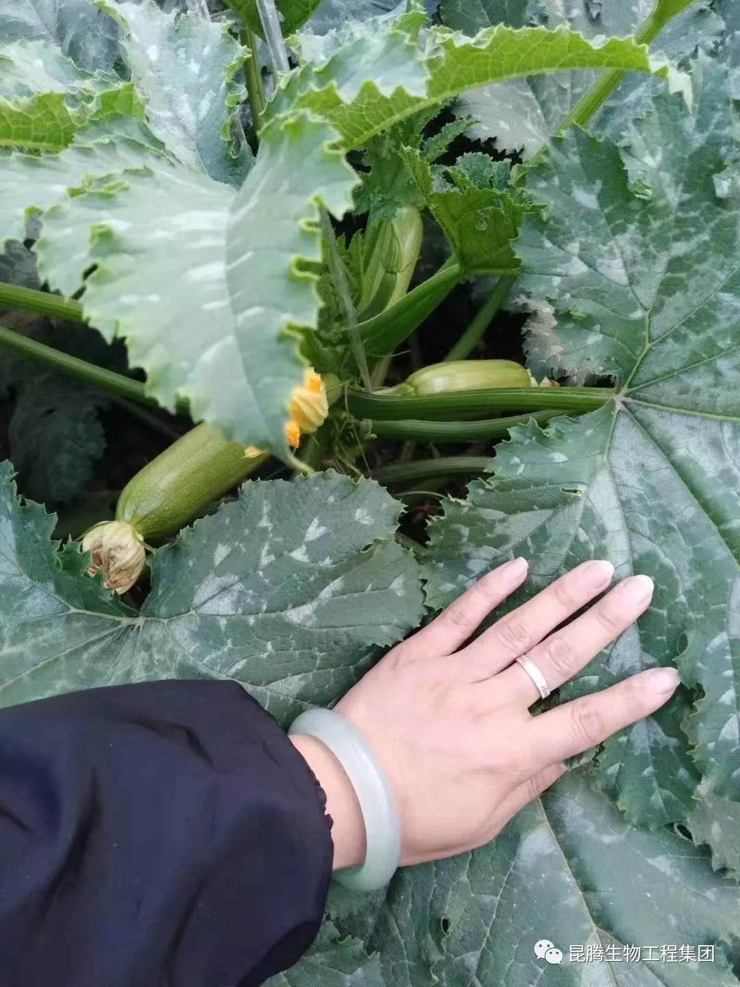 复合微生物菌剂水溶肥厂家直销