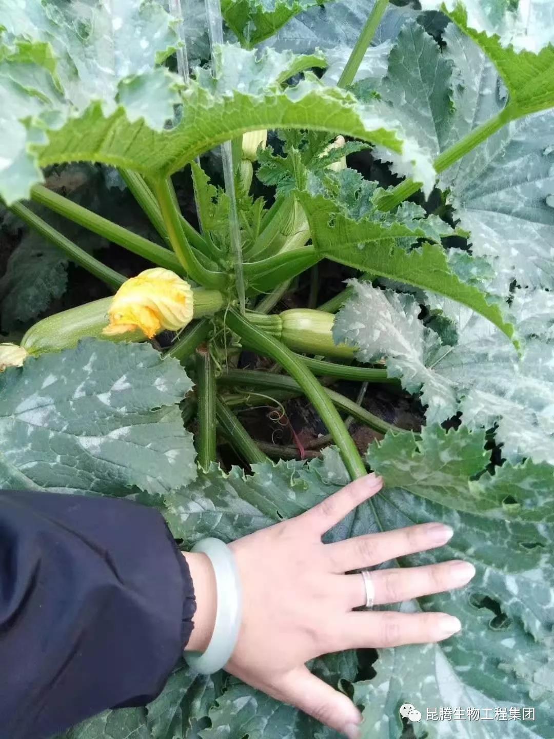 复合微生物菌剂水溶肥厂家直销