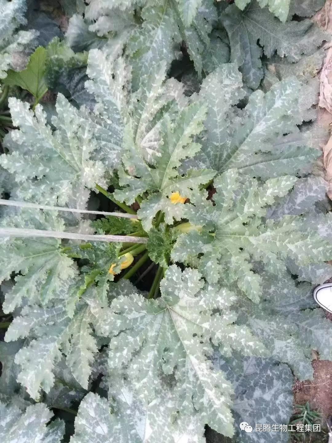 复合微生物菌剂水溶肥厂家直销