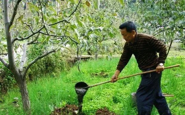 复合微生物菌肥厂家直销