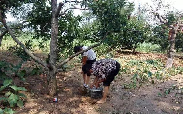 复合微生物菌肥厂家直销