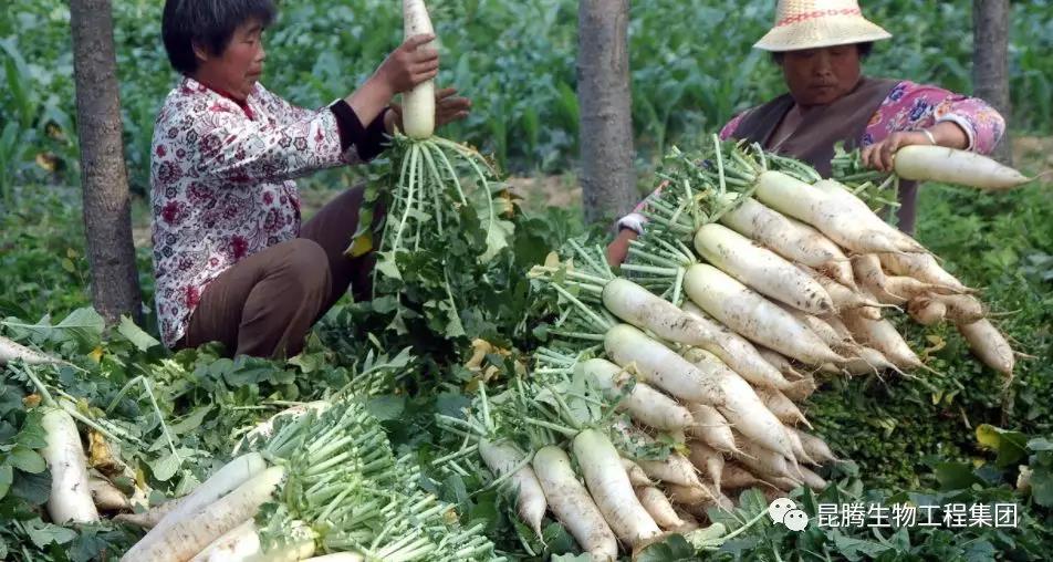 复合微生物菌剂厂家直销