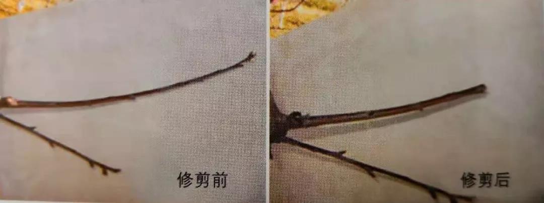 复合微生物菌剂厂家直销