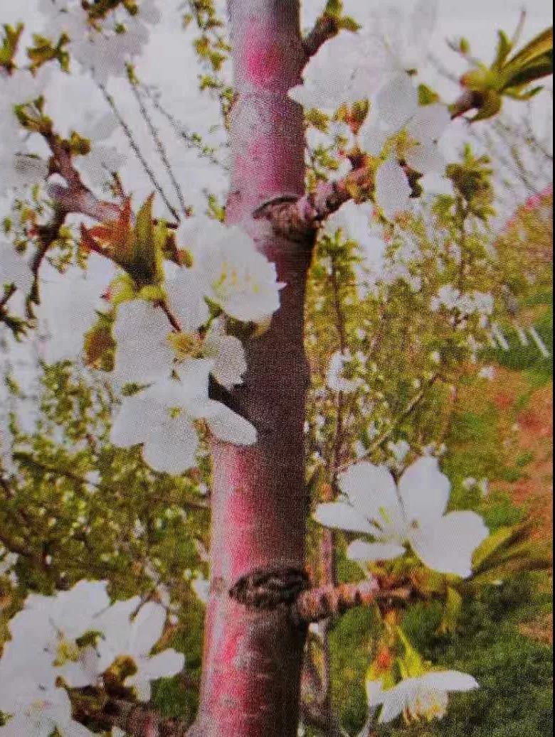 复合微生物菌剂厂家直销