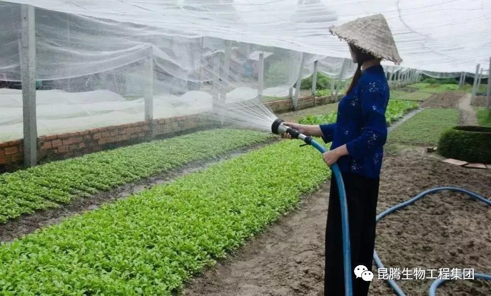 复合微生物有机菌肥厂家直销