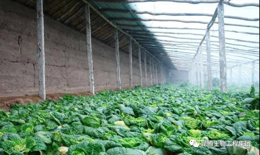 复合微生物有机菌肥厂家直销