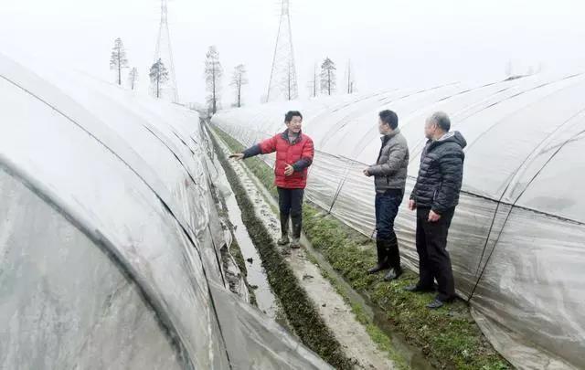 复合微生物菌肥厂家直销