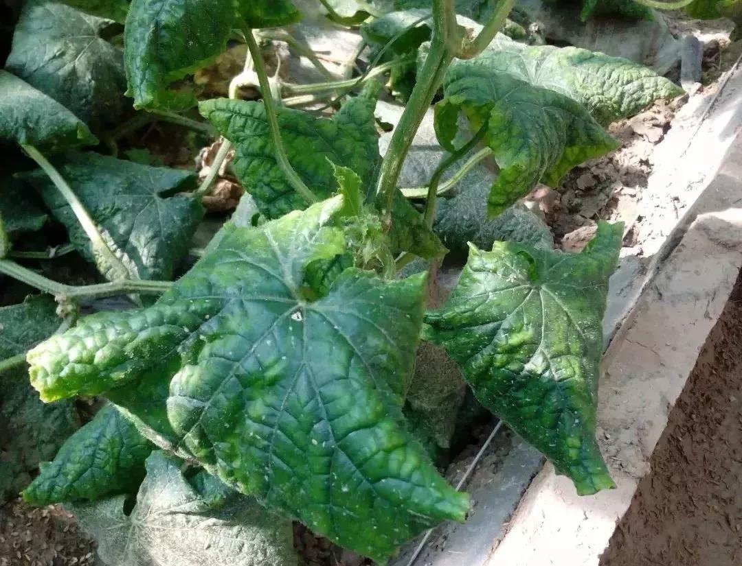 复合微生物菌剂厂家直销