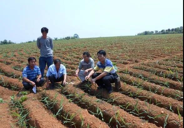 复合微生物菌剂厂家直销