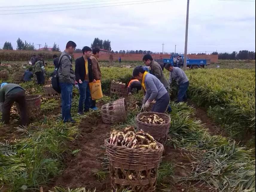 复合微生物菌剂厂家直销