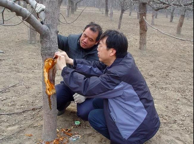 复合微生物菌肥厂家直销