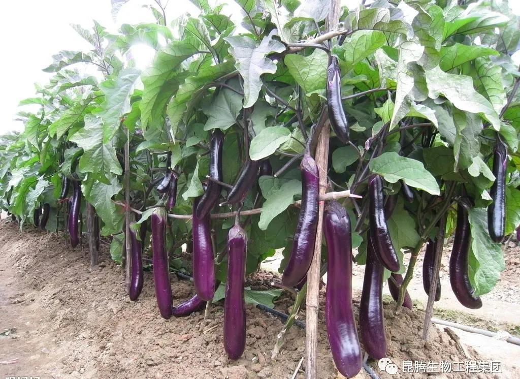 复合微生物有机菌肥厂家直销